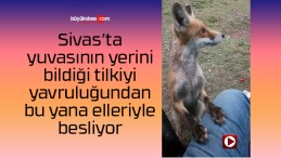 Sivas’ta yavruyken bulduğu tilkiyi elleriyle besleyerek büyüttü