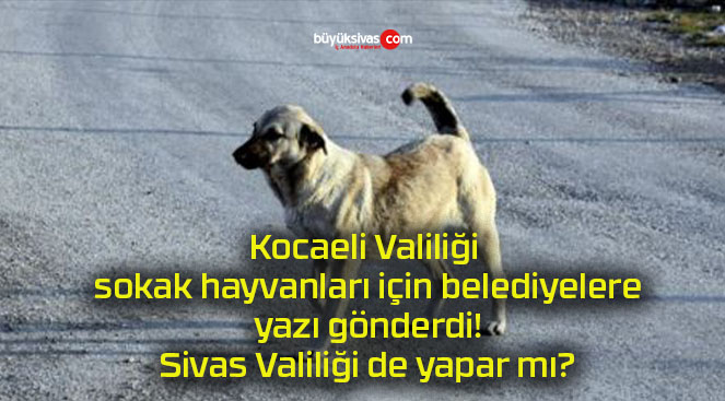 Kocaeli Valiliği sokak hayvanları için belediyelere yazı gönderdi! Sivas Valiliği de yapar mı?