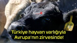 Türkiye hayvan varlığıyla Avrupa’nın zirvesinde!