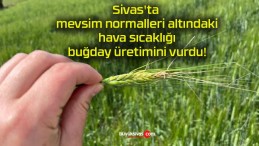 Sivas’ta mevsim normalleri altındaki hava sıcaklığı buğday üretimini vurdu!