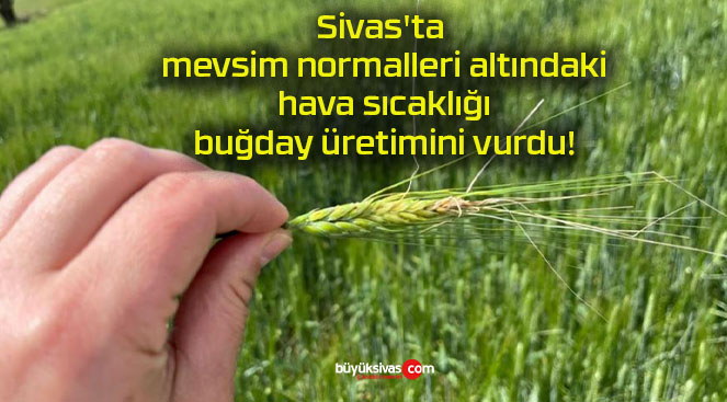 Sivas’ta mevsim normalleri altındaki hava sıcaklığı buğday üretimini vurdu!