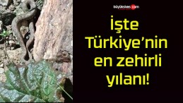 İşte Türkiye’nin en zehirli yılanı!