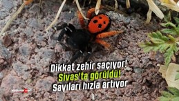 Dikkat zehir saçıyor! Sivas’ta görüldü! Sayıları hızla artıyor