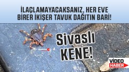 Sivas’ı keneler istila etti… Sık sık ilaçlama yapılmalı