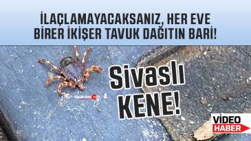 Sivas’ı keneler istila etti… Sık sık ilaçlama yapılmalı