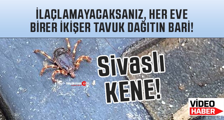 Sivas’ı keneler istila etti… Sık sık ilaçlama yapılmalı