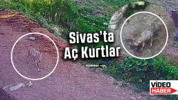 Sivas’ta aç kurtlar tavukları yakalayıp böyle kaçtı