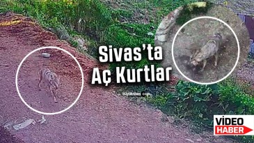 Sivas’ta aç kurtlar tavukları yakalayıp böyle kaçtı