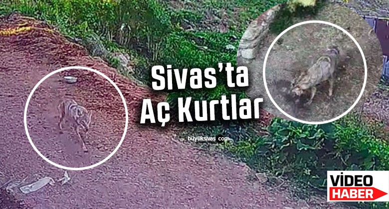 Sivas’ta aç kurtlar tavukları yakalayıp böyle kaçtı