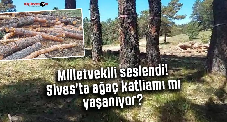 Milletvekili seslendi! Sivas’ta ağaç katliamı mı yaşanıyor?