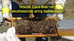 Tescilli Zara Balı’nın rekoltesinde artış bekleniyor!