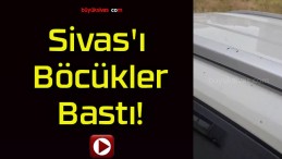 Sivas’ı Böcükler Bastı!