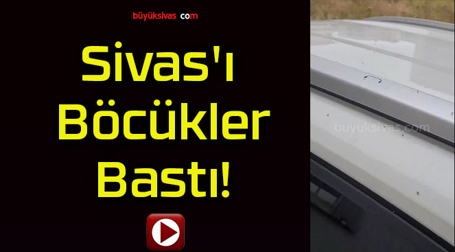 Sivas’ı Böcükler Bastı!