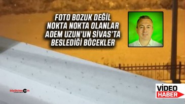 Sivas’ta Adem Uzun sinek, böcek ve haşereleri beslemeye devam ediyor