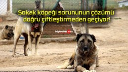 Sokak köpeği sorununun çözümü doğru çiftleştirmeden geçiyor!