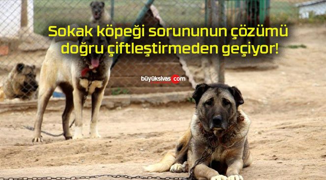 Sokak köpeği sorununun çözümü doğru çiftleştirmeden geçiyor!