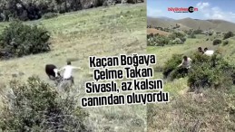 Kaçan boğaya çelme takan Sivaslı az kalsın canından oluyordu