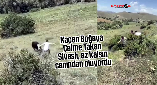 Kaçan boğaya çelme takan Sivaslı az kalsın canından oluyordu