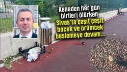 Sivas’ta her yer böcek ve örümcek… Kene vakaları hortladı