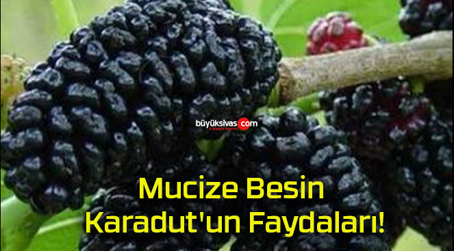 Mucize Besin Karadut’un Faydaları!