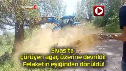 Sivas’ta çürüyen ağaç üzerine devrildi! Felaketin eşiğinden dönüldü!