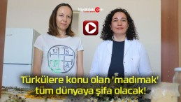 Türkülere konu olan ‘madımak’ tüm dünyaya şifa olacak!