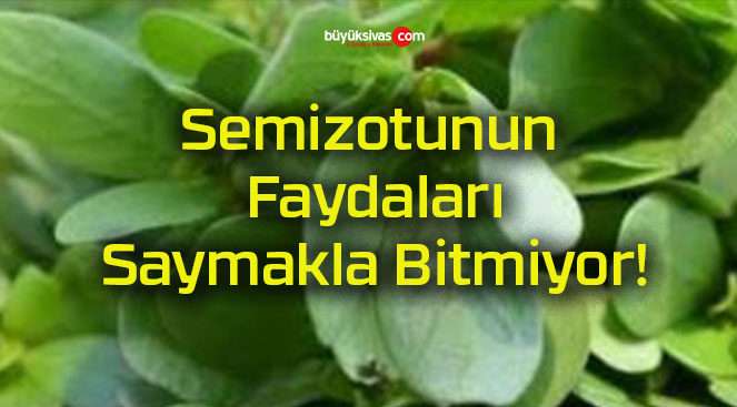 Semizotunun Faydaları Saymakla Bitmiyor!