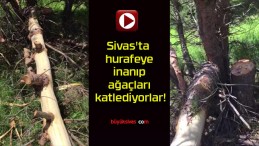 Sivas’ta hurafeye inanıp ağaçları katlediyorlar!