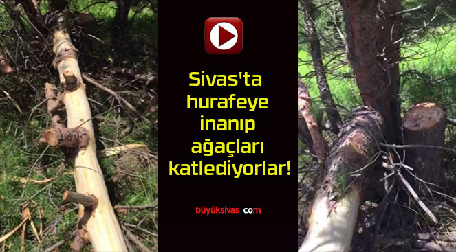 Sivas’ta hurafeye inanıp ağaçları katlediyorlar!