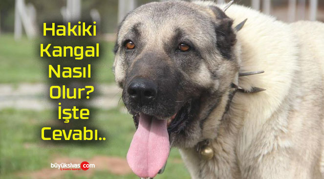 Hakiki Kangal Nasıl Olur? İşte Cevabı..