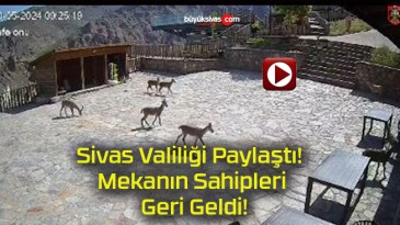 Sivas Valiliği Paylaştı! Mekanın Sahipleri Geri Geldi!