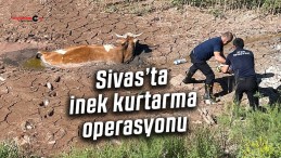 Sivas’ta bataklığa saplanan ineği itfaiye kurtardı