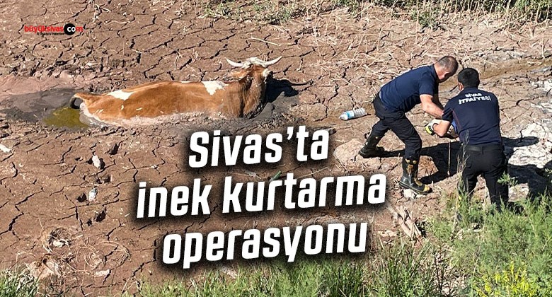 Sivas’ta bataklığa saplanan ineği itfaiye kurtardı