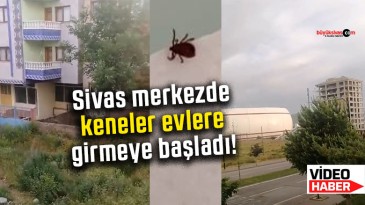 Sivas merkezdeki kene vakaları artıyor! İlaçlama neden yapılmıyor?