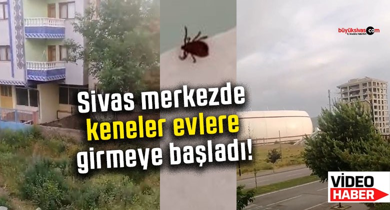 Sivas merkezdeki kene vakaları artıyor! İlaçlama neden yapılmıyor?