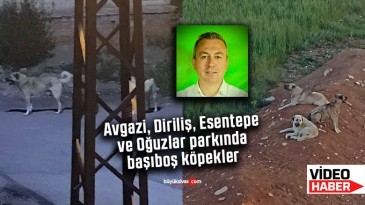 Avgazi, Diriliş, Esentepe ve Oğuzlar parkında başıboş köpekler