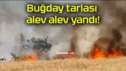 Buğday tarlası alev alev yandı!