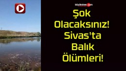 Şok Olacaksınız! Sivas’ta Balık Ölümleri!