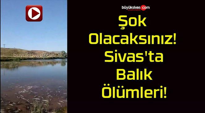 Şok Olacaksınız! Sivas’ta Balık Ölümleri!