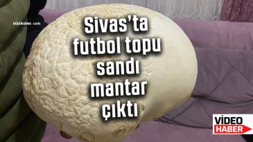 Sivas’ta futbol topu sandı, 4 kilogram ağırlığında mantar çıktı