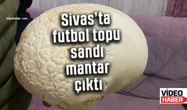 Sivas’ta futbol topu sandı, 4 kilogram ağırlığında mantar çıktı