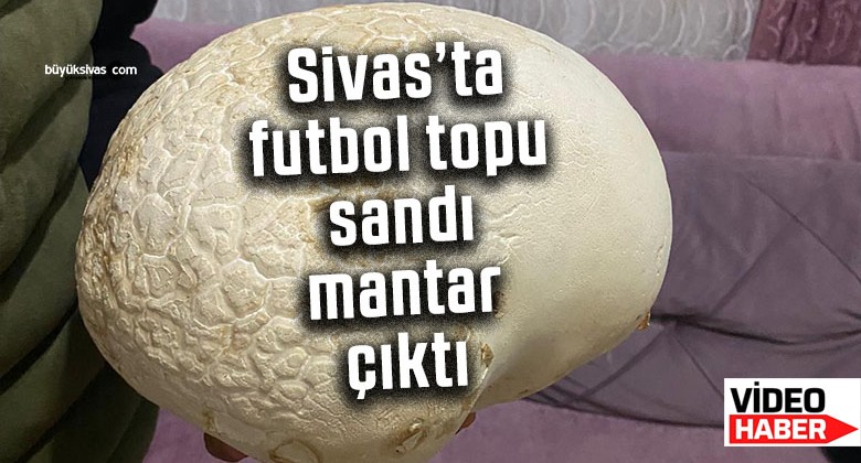 Sivas’ta futbol topu sandı, 4 kilogram ağırlığında mantar çıktı