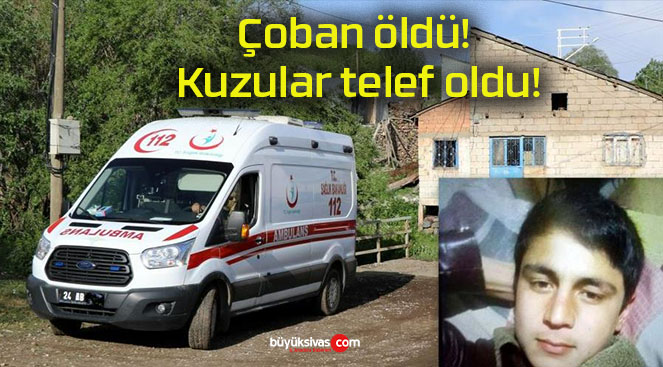 Çoban öldü! Kuzular telef oldu!