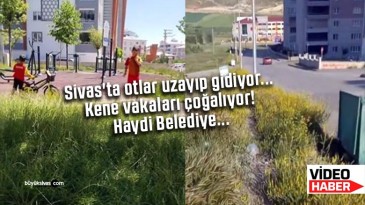 Sivas’ta otlar uzayıp gidiyor… Kene vakaları çoğalıyor! Haydi Belediye…