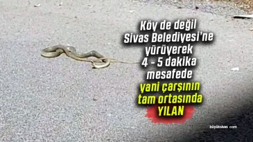 Sivas Belediyesine yürüyerek 4 – 5 dakika mesafede yılan paniği