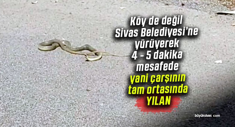 Sivas Belediyesine yürüyerek 4 – 5 dakika mesafede yılan paniği