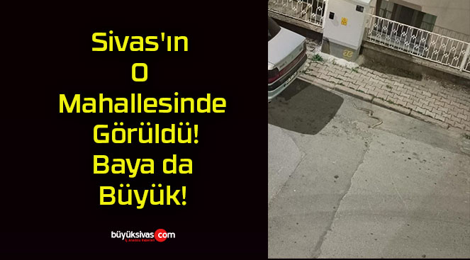 Sivas’ın O Mahallesinde Görüldü! Baya da Büyük!