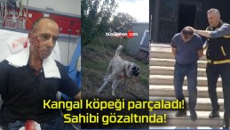 Kangal köpeği parçaladı! Sahibi gözaltında!