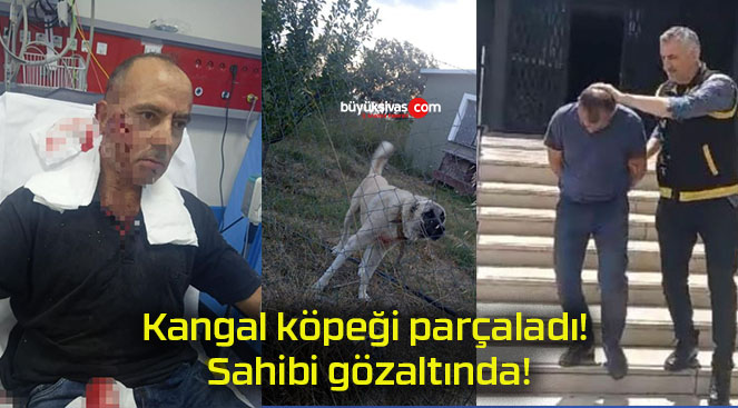 Kangal köpeği parçaladı! Sahibi gözaltında!