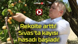 Rekolte arttı! Sivas’ta kayısı hasadı başladı!